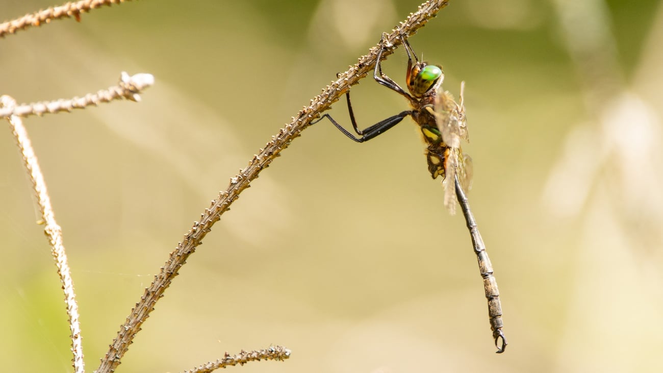 The federally endangered Hine's emerald dragonfly makes a surprise appearance at the Obama Presidential Center. (bookguy / iStock)