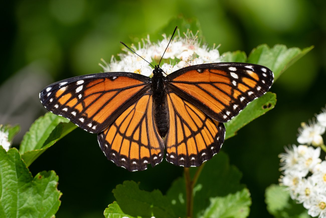 Caption: The Viceroy butterfly, with the telltale black band across the veins of it hind wings. Credit: bookguy / iStock