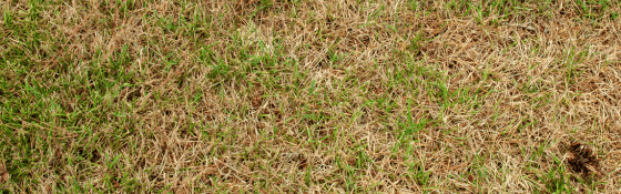 dying grass
