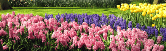 spring flowering bulbs
