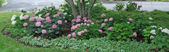 pink hydrangeas
