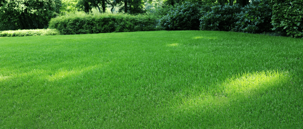 green lawn