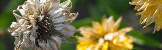 dying flowers