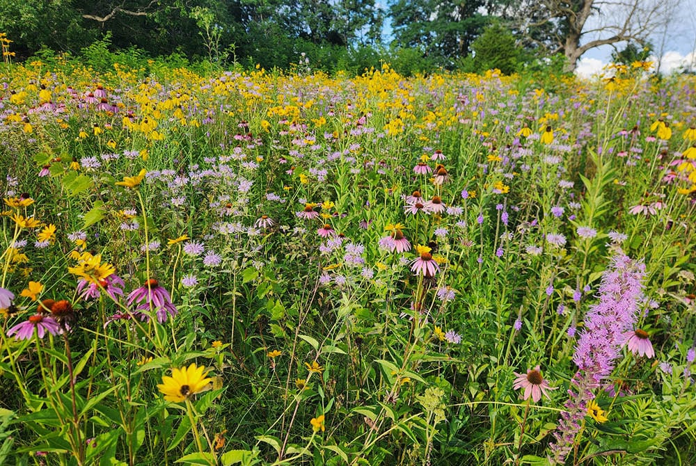 How Restoring Prairie Land By My Kindergarten Classroom Taught Me About Restoring Education