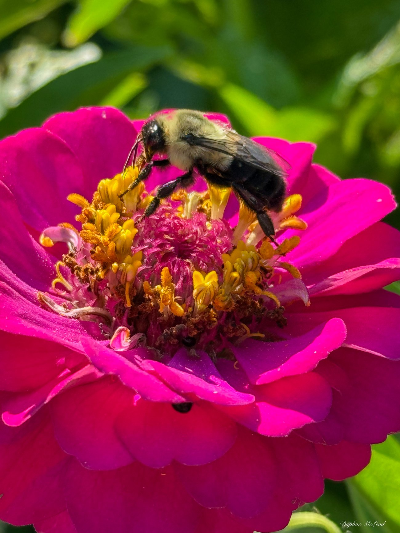A close-up, high-angle shot of a fuzzy bumblebee with a tan thorax and black abdomen gathering pollen from the bright yellow center of a vibrant magenta zinnia flower.