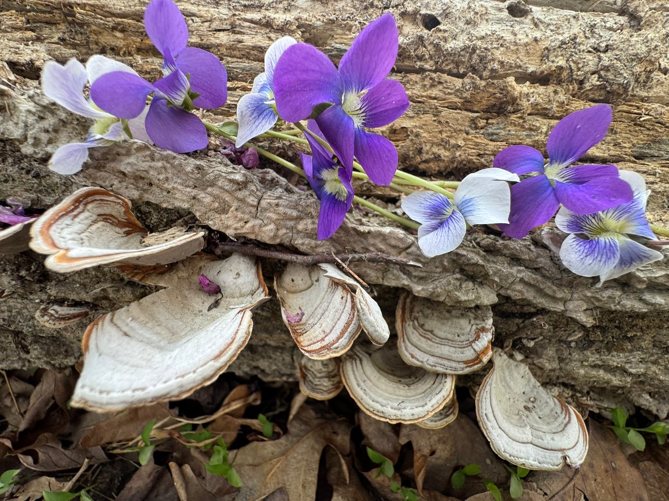 This image features a high-angle, close-up view of a weathered, fallen log on a forest floor, adorned with delicate flowers and shelf-like mushrooms. This image features a high-angle, close-up view of a weathered, fallen log on a forest floor, adorned with delicate flowers and shelf-like mushrooms.