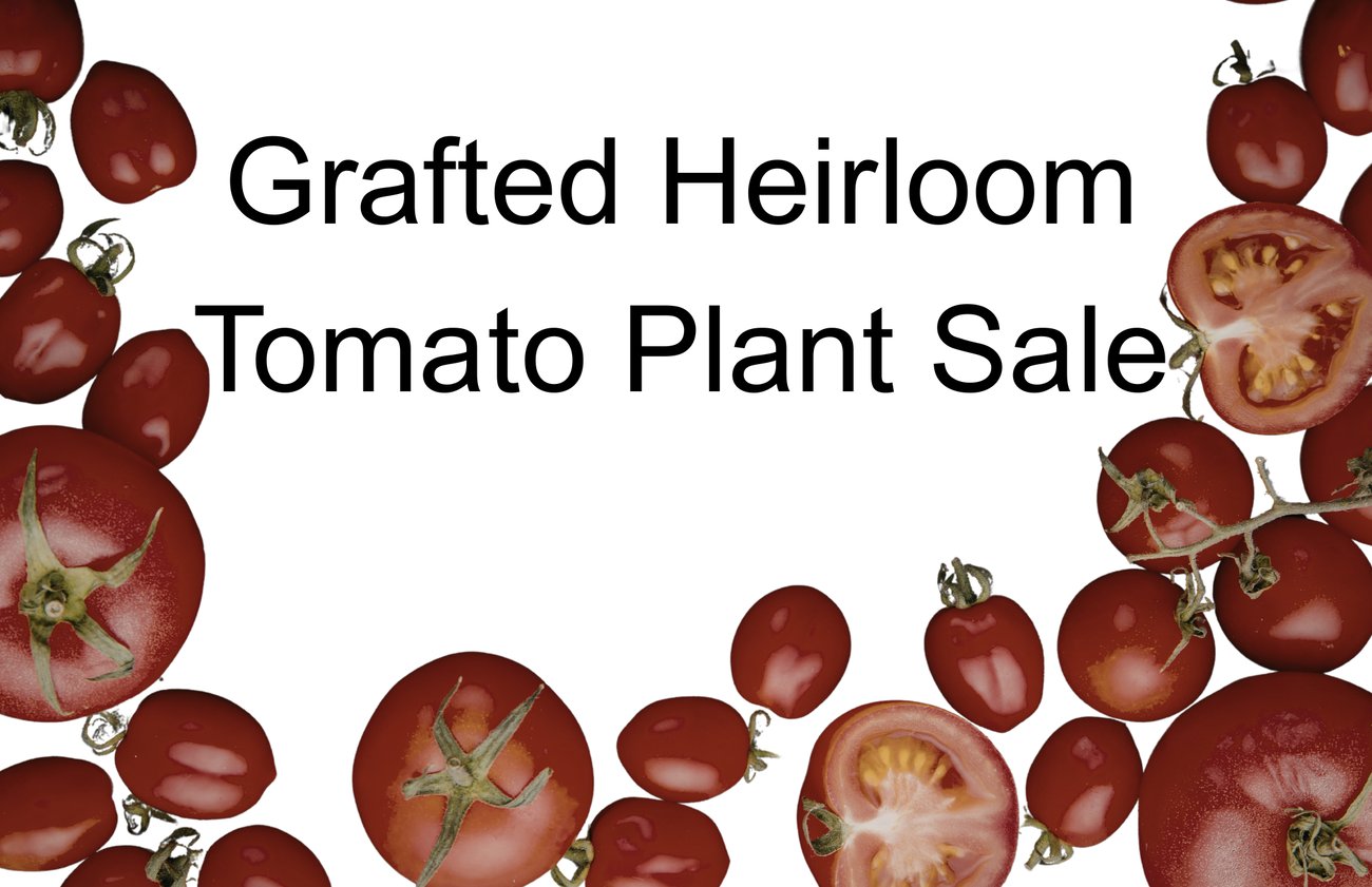 A variety of tomatoes border around the title Grafted Heirloom Tomato Plant Sale A variety of tomatoes border around the title Grafted Heirloom Tomato Plant Sale