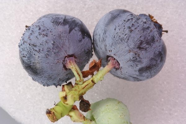Two large, ripe blueberries attached to stem, one small immature blueberry attached showing bud mite damage. Two large, ripe blueberries attached to stem, one small immature blueberry attached showing bud mite damage.