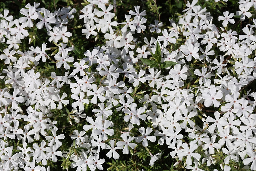 This plant is a phlox, that has an abundance of five-petaled flowers that come in shades of blue to pink to red and white and may bloom in spring, summer, or fall. This plant is a phlox, that has an abundance of five-petaled flowers that come in shades of blue to pink to red and white and may bloom in spring, summer, or fall.