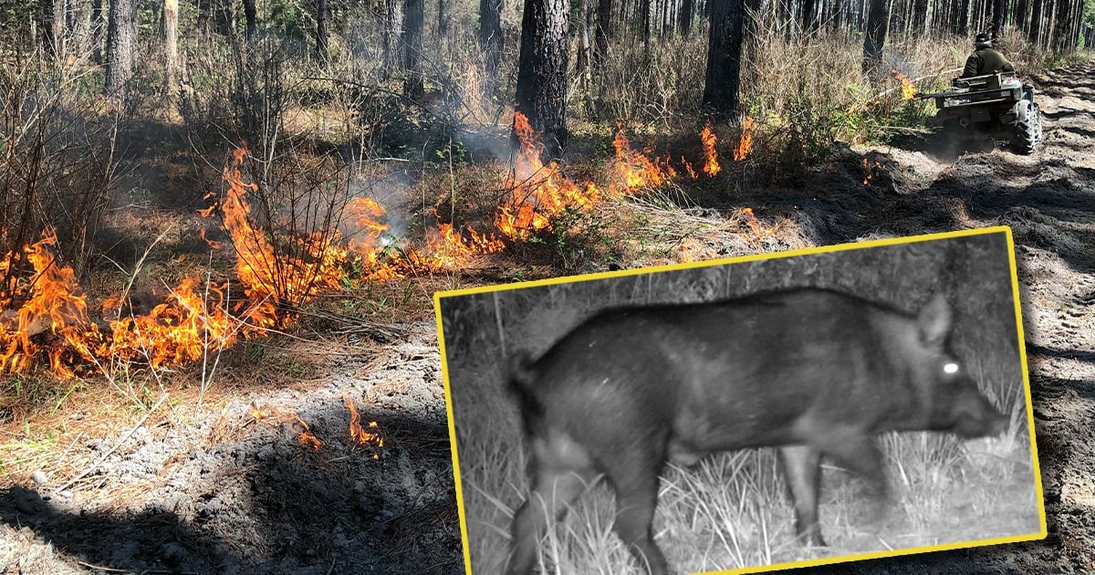 A composite image showing a prescribed fire in progress with a trail camera photo of a feral hog superimposed in the foreground. The Background Scene: A person is driving an ATV away from the camera down a dirt track through a pine forest, igniting a prescribed fire along the edge of the woods. A line of low, bright orange flames burns through the dry ground cover and low brush beneath the tall pine trees. The Inset Image: In the bottom right corner, a rectangular, yellow-bordered inset shows a black-and-white trail camera photo of a large, dark feral hog walking through tall grass at night.