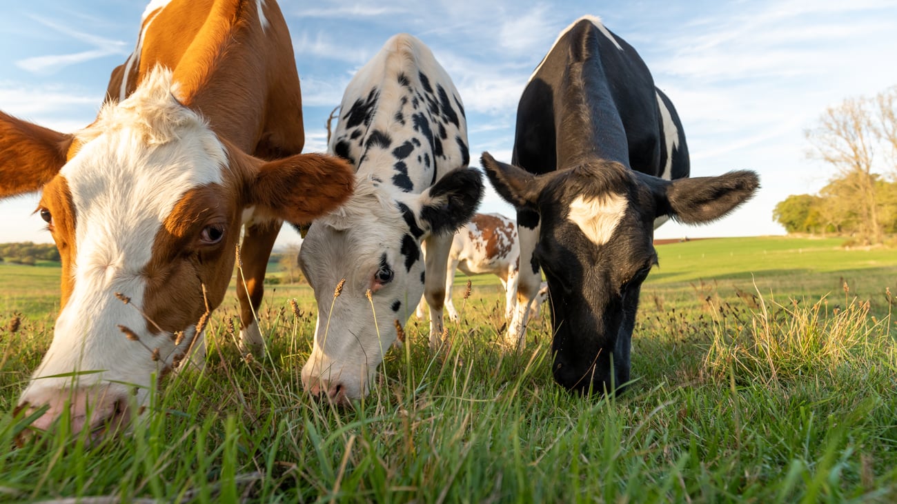 A low-angle, wide-shot photograph of three cows grazing side-by-side in a green pasture on a bright, sunny day. The Cows: In the foreground, three young cows lean their heads down toward the grass, facing forward. On the left is a brown and white cow, mostly showing its head and face in a close-up profile. In the middle is a white cow with black
spots. On the right is a black cow with a distinct white diamond-shaped patch on its forehead. Another brown and white cow is visible further back in the field behind them. The Setting: The cows are eating green grass and low weeds under a bright blue sky with light, wispy clouds. The late afternoon sun casts a warm, golden light on their faces. In the background, the pasture rolls gently upward toward a distant treeline on the right.