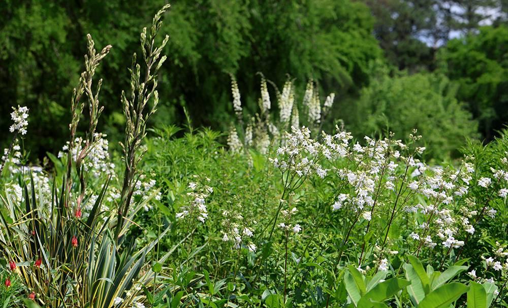Various flowers blooming at the pollinator garden.