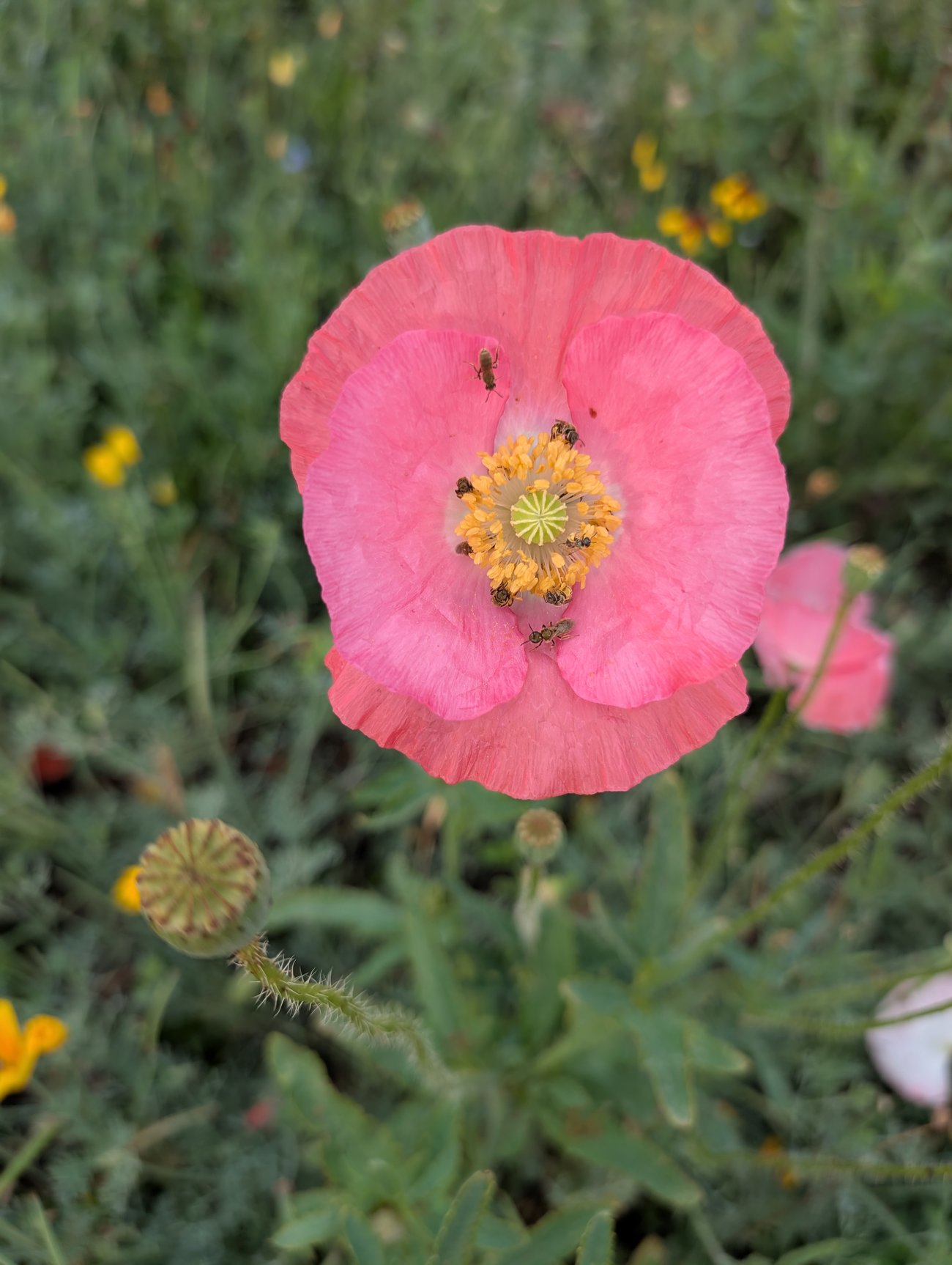 pink flower with bees
