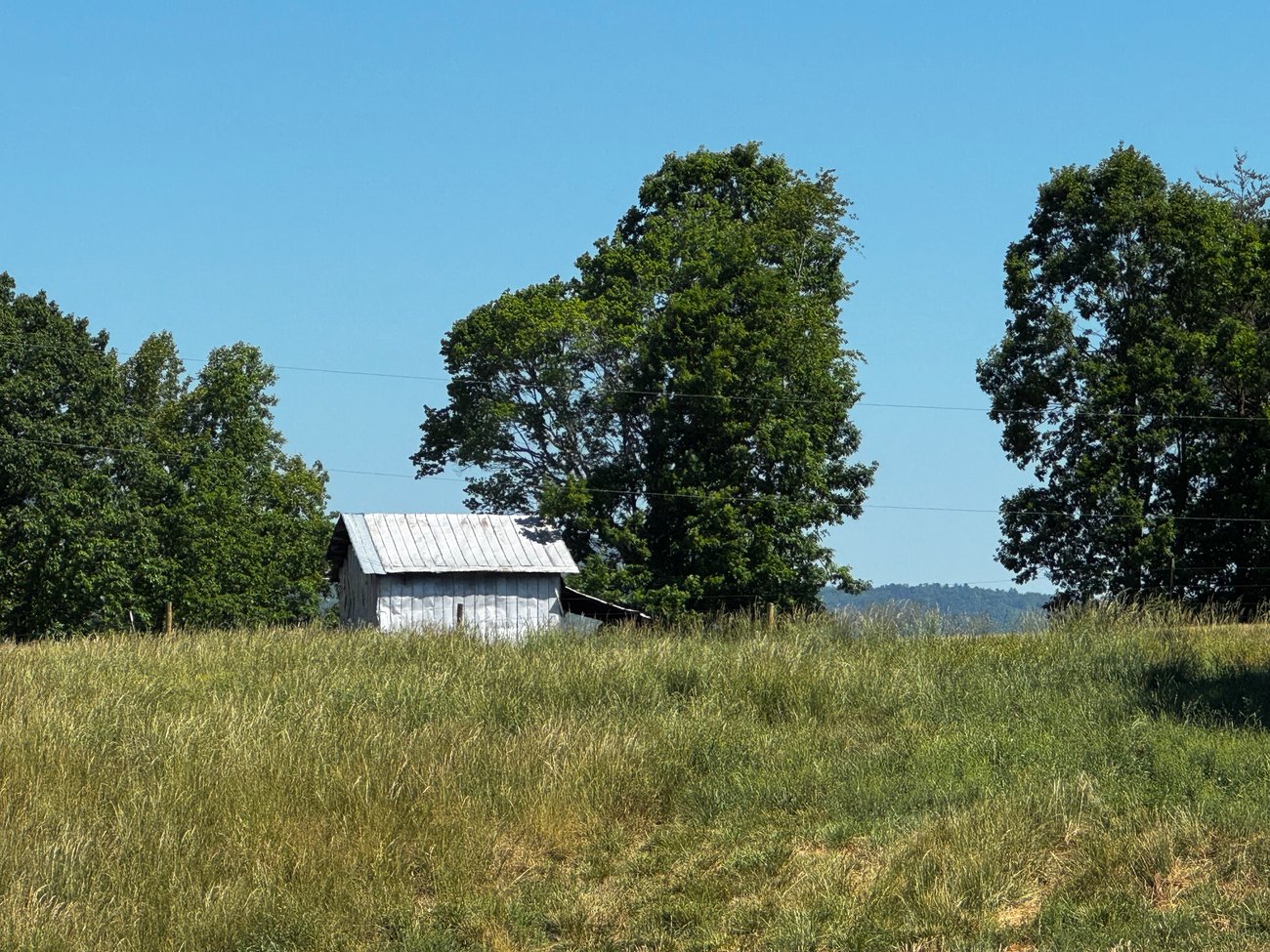 photo of a fescue pasture with stunted growth due to drought