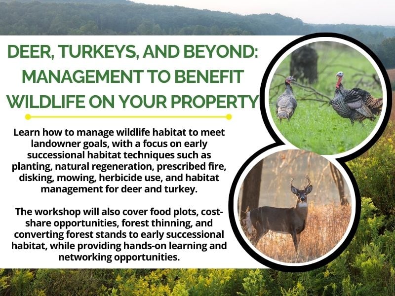 Deer, turkeys in a opened, grassy field bordered by trees.