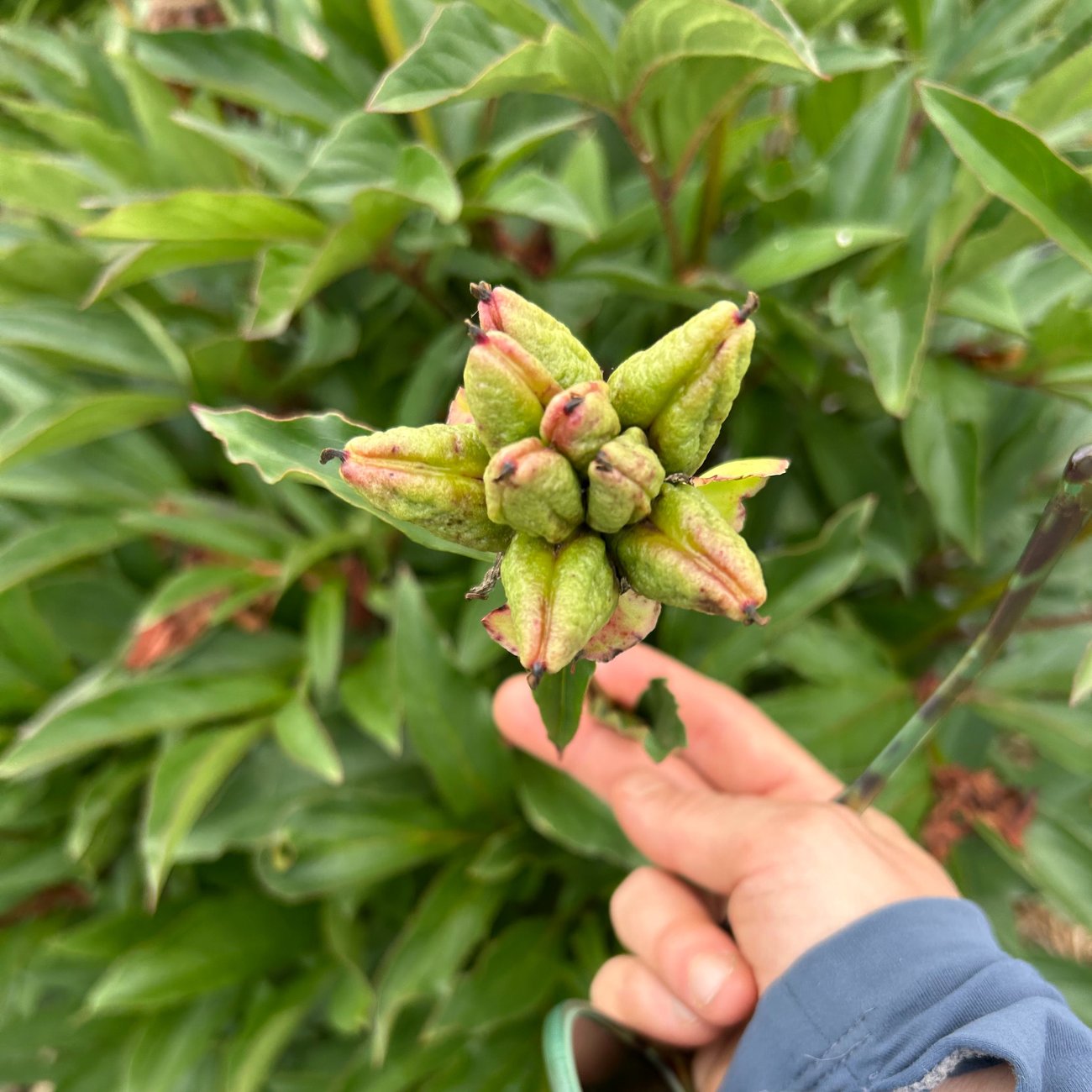 Peonia lactiflora seed head