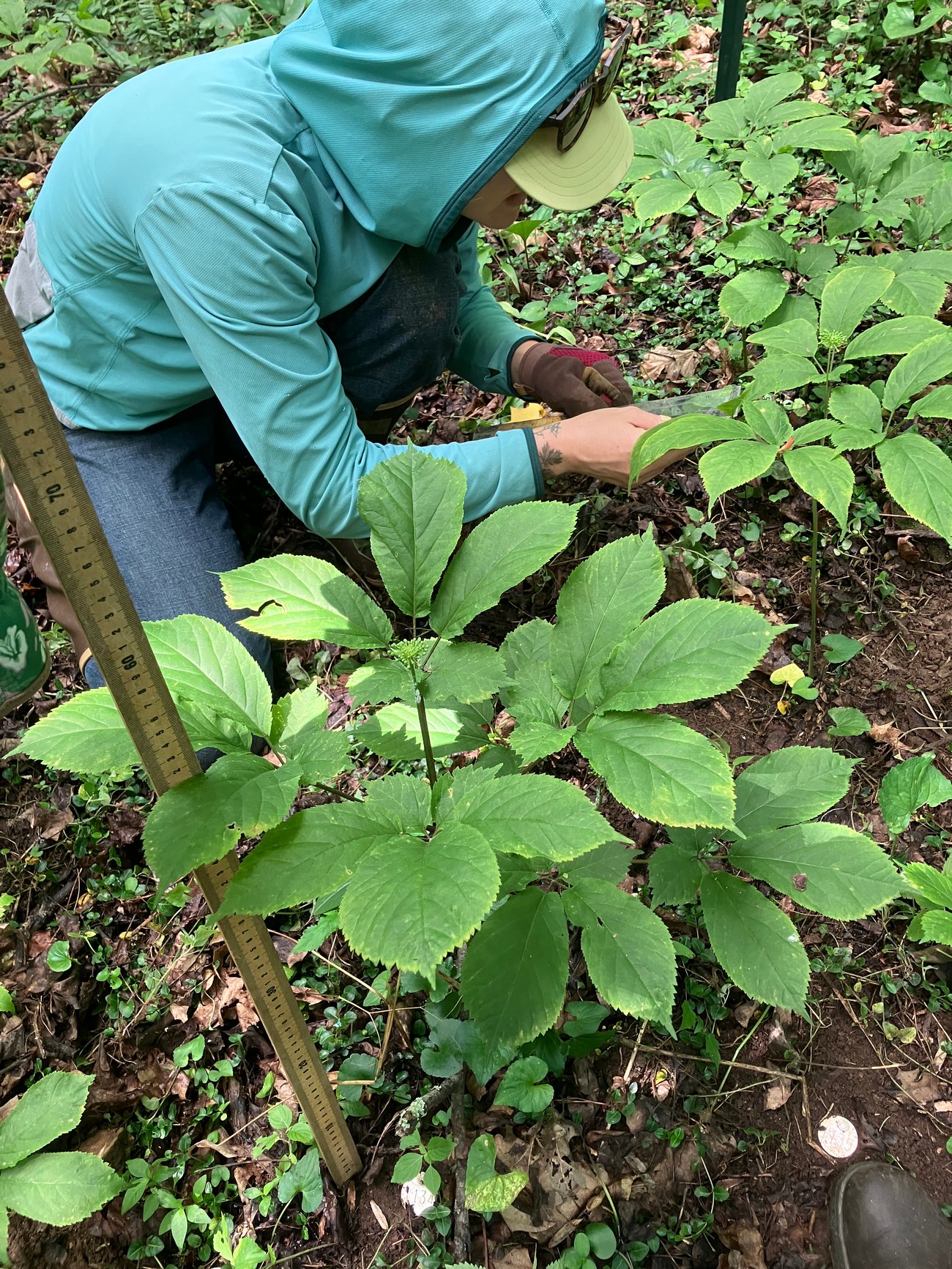 American ginseng plant with meter stick and girl with ruler next to it