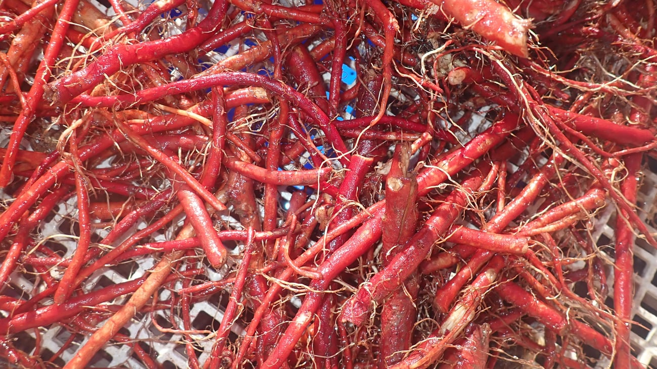 red root sage freshly washed