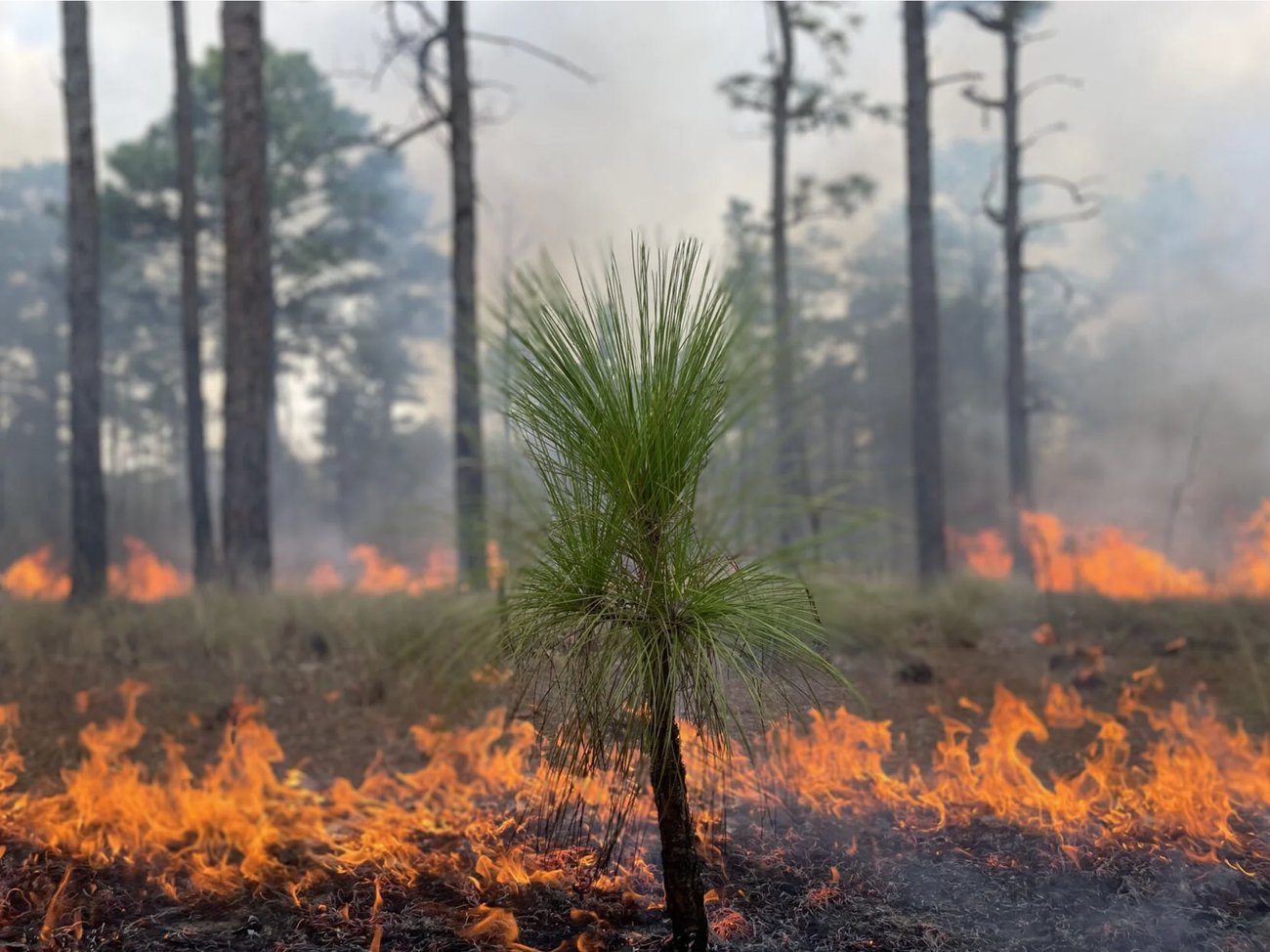 A close-up shot of a small, young longleaf pine sapling standing resiliently in the foreground as low, bright orange flames consume the dry pine needles and ground cover around its base. In the background, tall pine trees rise through a smoky haze, with patches of a controlled burn or wildfire spreading across the forest floor.