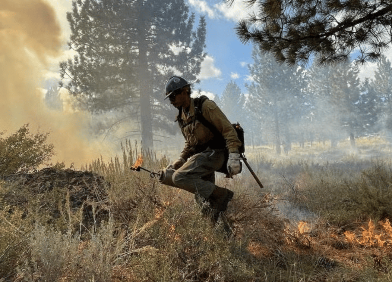 A wildland firefighter in a hard hat, protective clothing, and gloves walks through brush and low vegetation while using a drip torch to set a controlled fire. Small flames ignite on the ground behind them, and a thick plume of yellowish-tan smoke rises into the air next to tall pine trees under a partly cloudy sky.