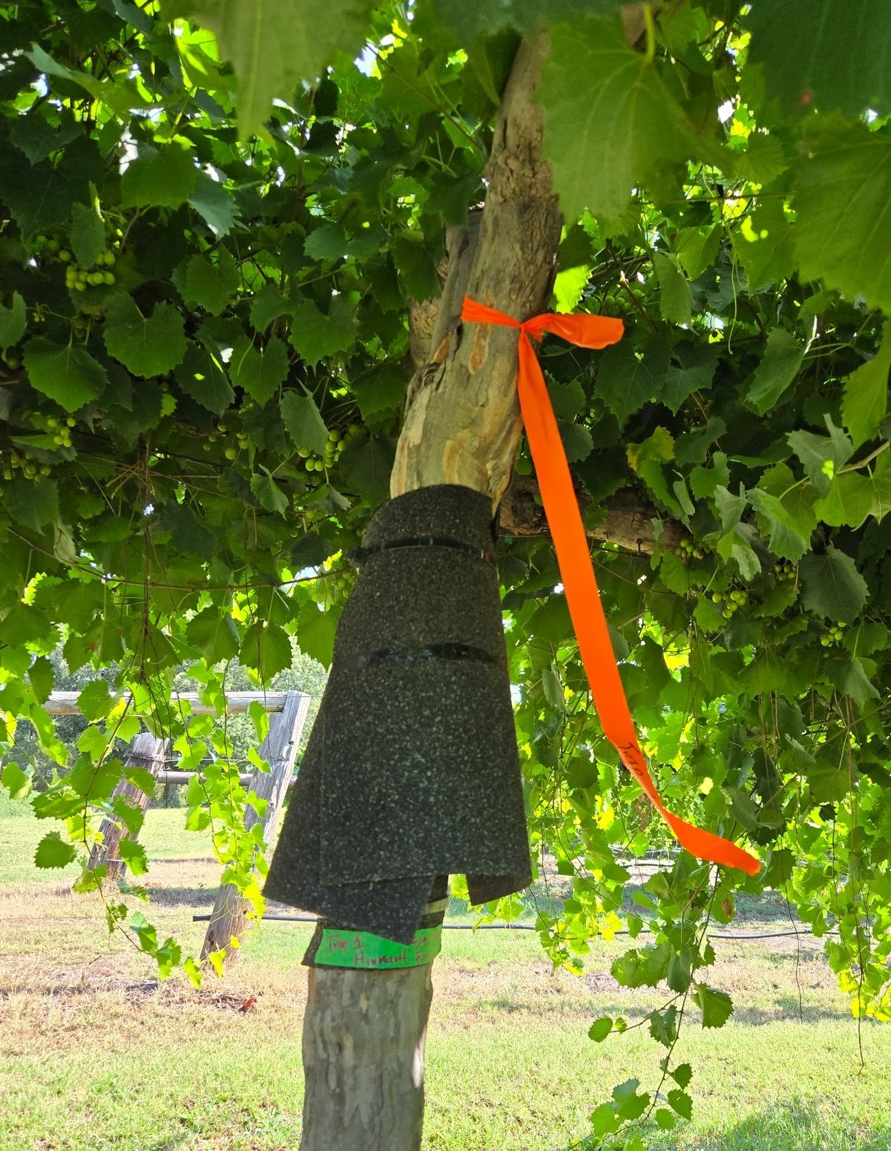 spotted lanternfly monitoring strip on tree spotted lanternfly monitoring strip on tree
