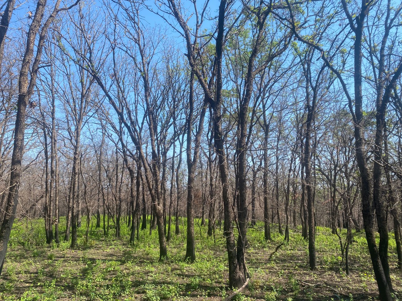 A view looking into a dense, unmanaged Cross Timbers forest on a clear, sunny day. Numerous slender, dark-barked deciduous trees with mostly bare branches fill the frame, stretching toward a vibrant blue sky. Bright green undergrowth and low-lying vegetation carpet the forest floor, contrasting with the dark trunks and dry wood.