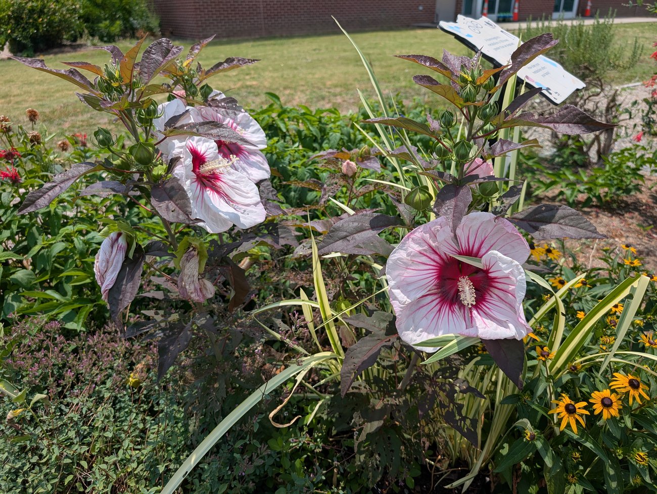 pink flower with bees