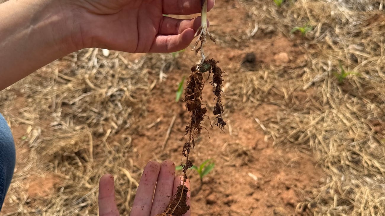 A person's hand holding a dry, brown soybean plant that has wilted and died from drought.