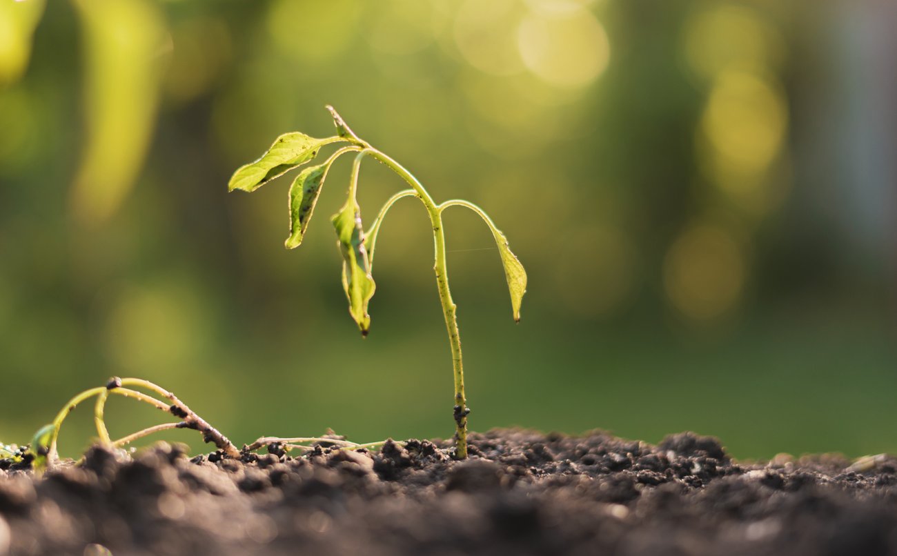 Dying withered sprout in earth, drought season climate
