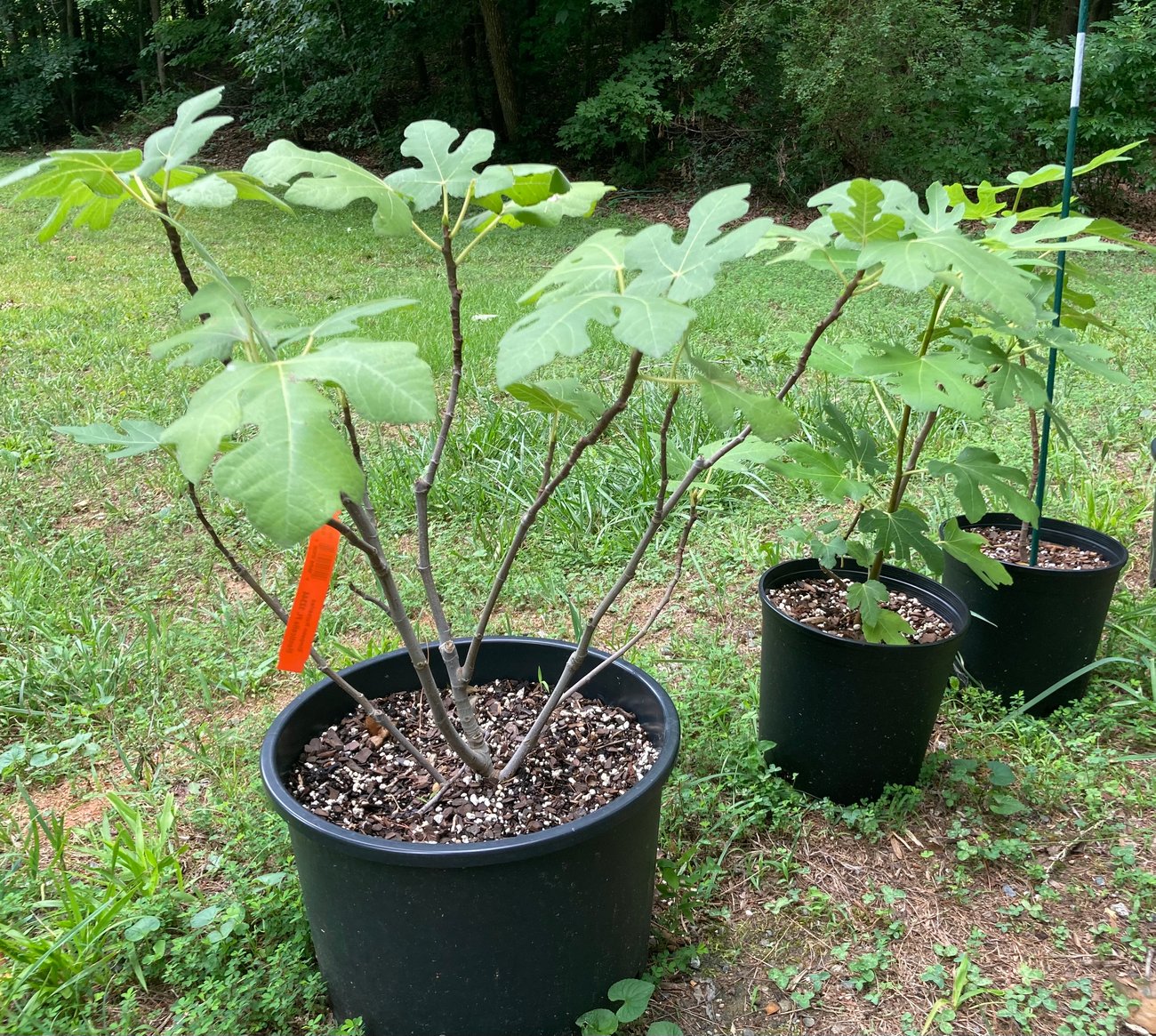 Three potted fig plants in a row Three potted fig plants in a row