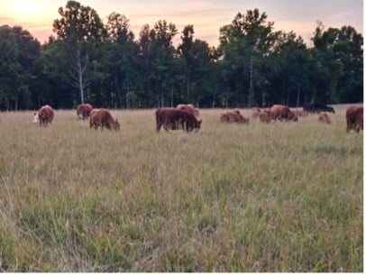 cows grazing in a field cows grazing in a field