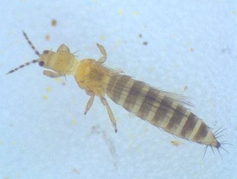 Adult Western Flower Thrips (WFT, Frankliniella occidentalis)