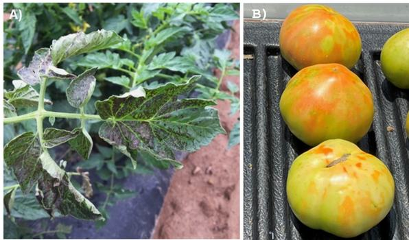 A) Bronzing symptoms of TSWV on tomato leaves, B) TSWV symptoms on tomato fruit. (Photos: Inga Meadows and Jim Walgenbach, NCSU)