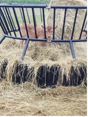 cow in pen full of hay cow in pen full of hay