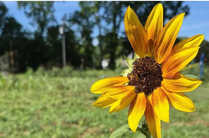One sunflower on the edge of a garden One sunflower on the edge of a garden