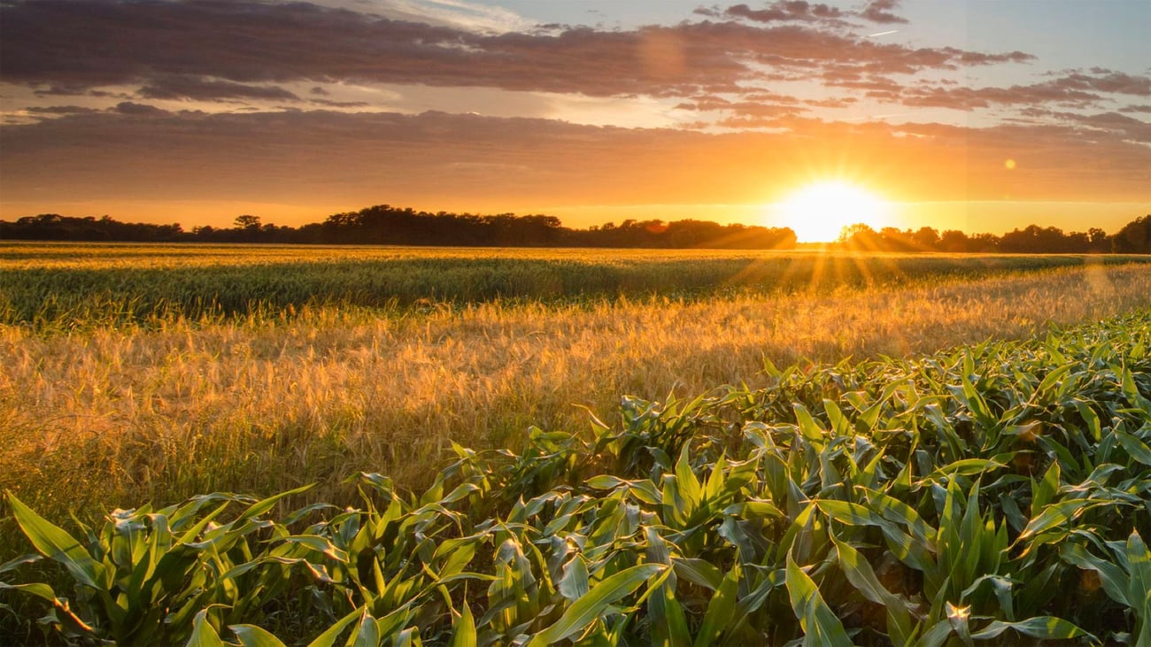 The sun sets behing a sprawling farm field with young green crops sprouting from the ground.