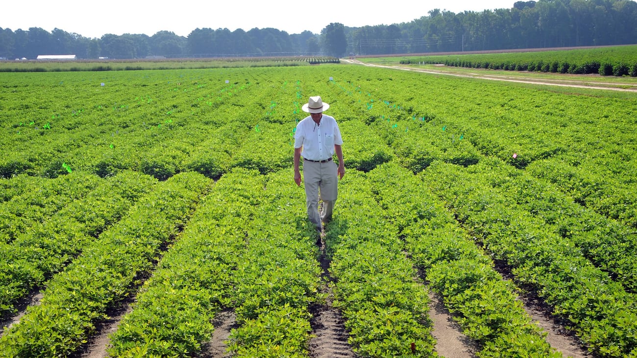 A farmer walks between rows of green crops in a vast farm field.