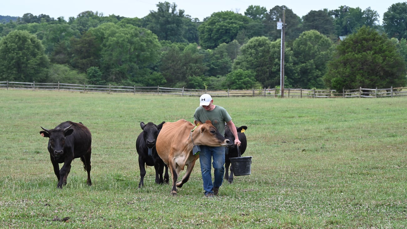 A farmer carries a bucket of feed while walking alongside several of his cows in an open field.
