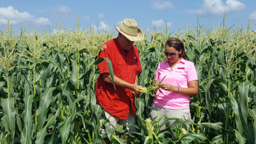Extension agent Andrea Gibbs shares the latest research and emerging technologies with a farmer while standing in a corn field.