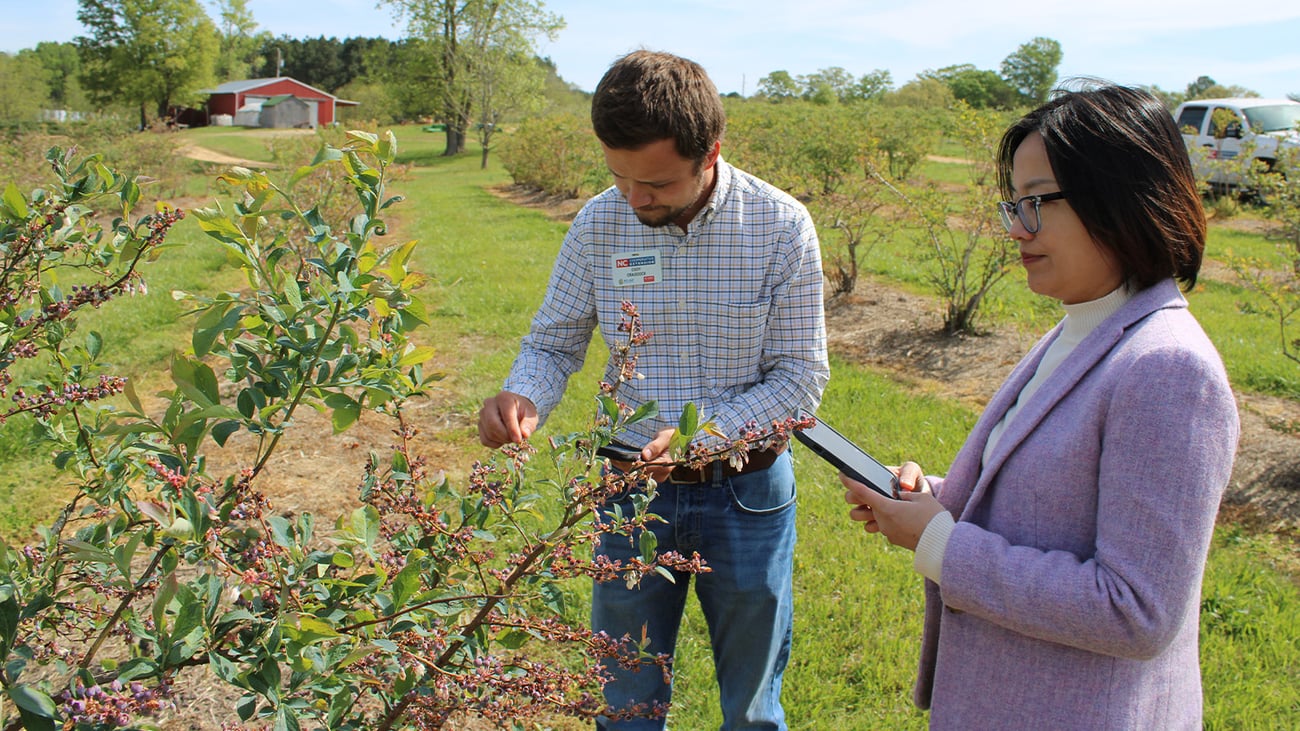 Cody Craddock, Extension agriculture agent, examines blueberries on the bush while standing next to Jing Zhang, assistant professor for horticultural science.
