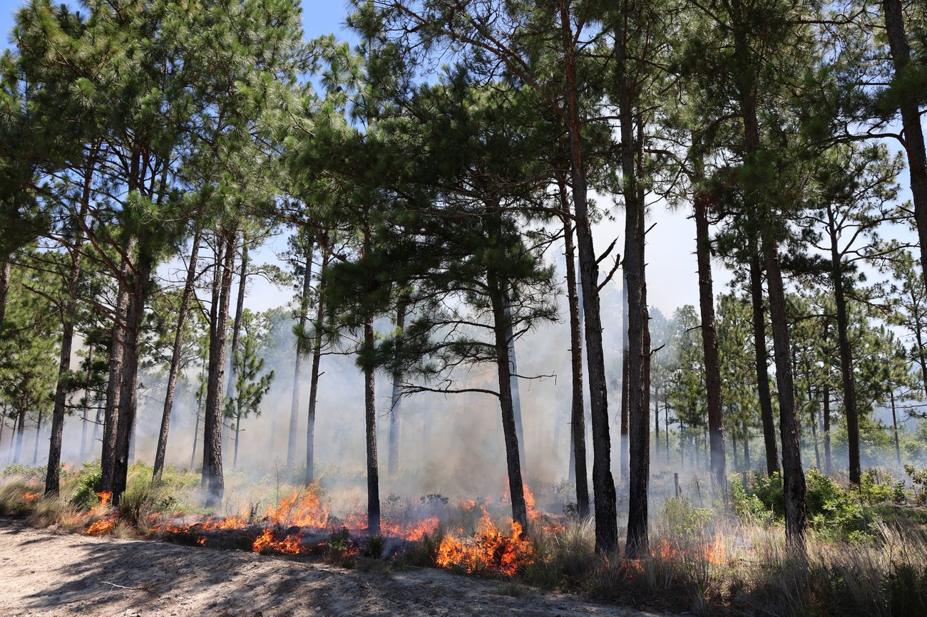 Low-intensity prescribed fire burning through underbrush at the edge of a pine forest. Bright orange flames line the forest floor alongside a dirt road, with smoke rising through tall, straight pine trees against a clear blue sky.