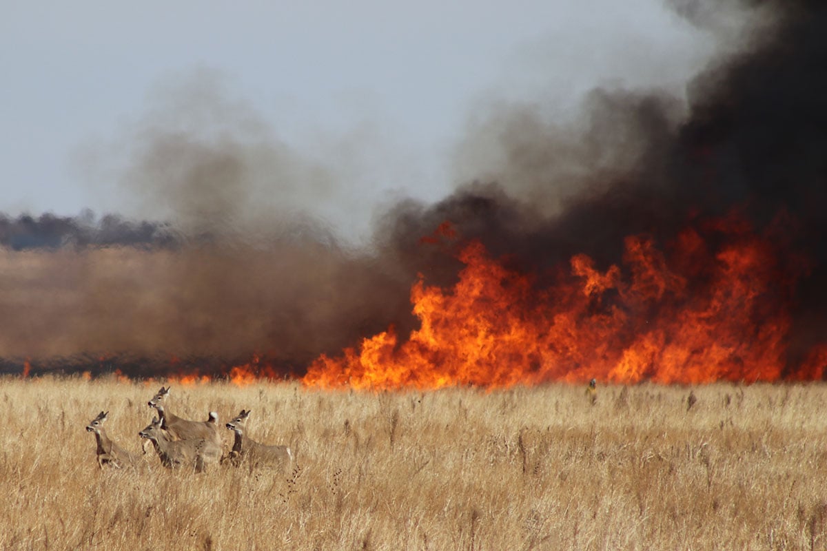 Four white-tailed deer bound through dry, golden grass in the foreground while a intense prairie fire produces bright orange flames and heavy black smoke across the horizon in the background.