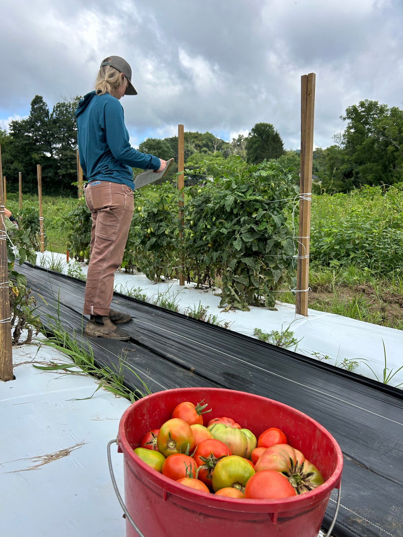 Researcher in field with clipboard and bucket of tomatoes Researcher in field with clipboard and bucket of tomatoes