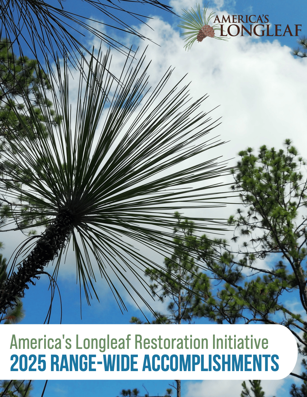 Report cover titled "America's Longleaf Restoration Initiative 2025 Range-Wide Accomplishments." The image shows a close-up, upward-looking view of longleaf pine needles radiating outward against a bright blue sky with white clouds and surrounding pine trees. The top right corner features the America's Longleaf logo with pinecones.
