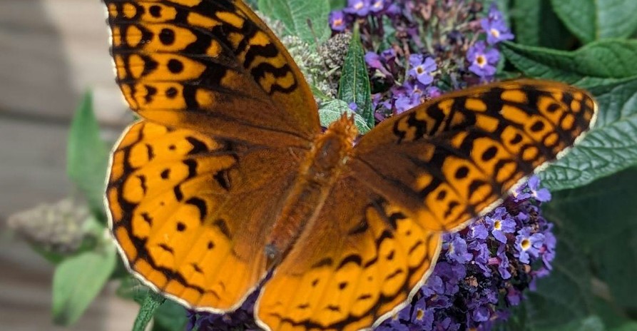 Gold and black butterfly on purple flower Gold and black butterfly on purple flower