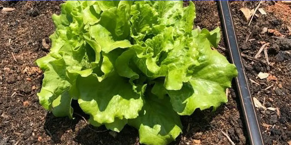 green leaf lettuce growing next to irrigation hose green leaf lettuce growing next to irrigation hose