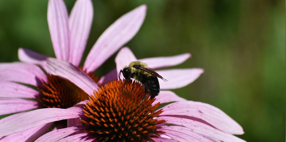 pink coneflower with a bumble bee on it pink coneflower with a bumble bee on it