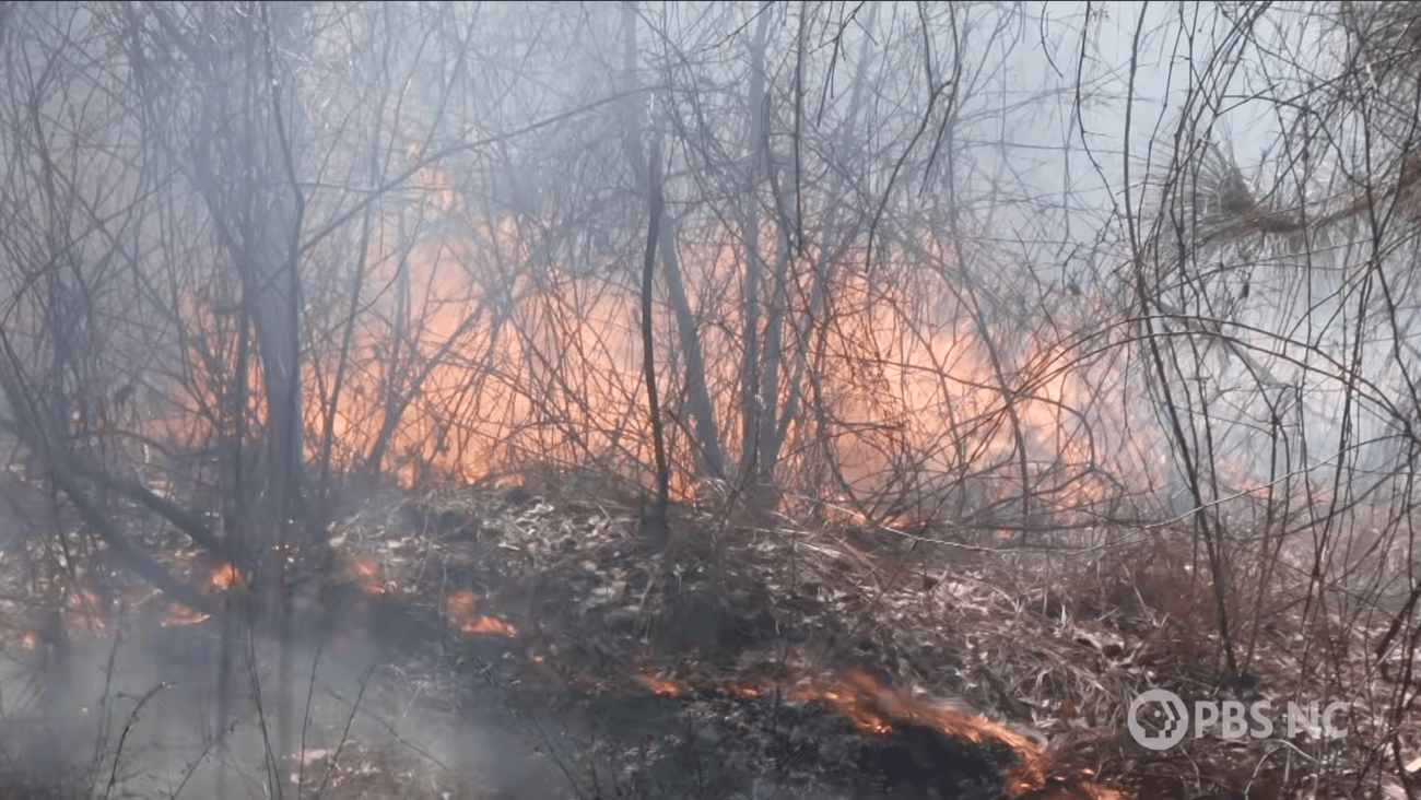 Flames from a controlled burn move across the forest floor through dry leaf litter and dense, leafless woody brush. Light smoke fills the surrounding woods, with the PBS NC logo watermark visible in the bottom right corner.