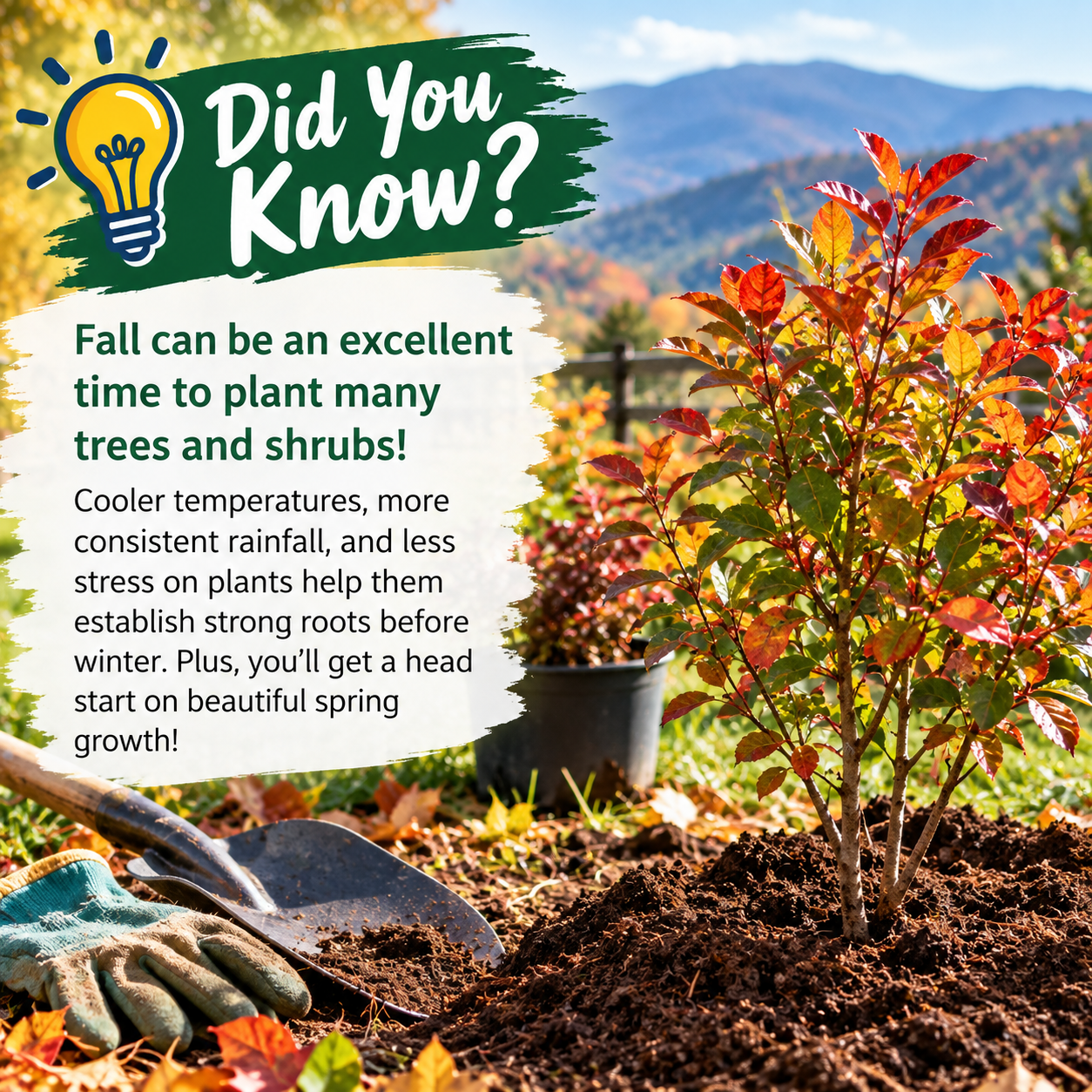 Did you Know Fall can be an excellent time to plant many trees and shrubs 