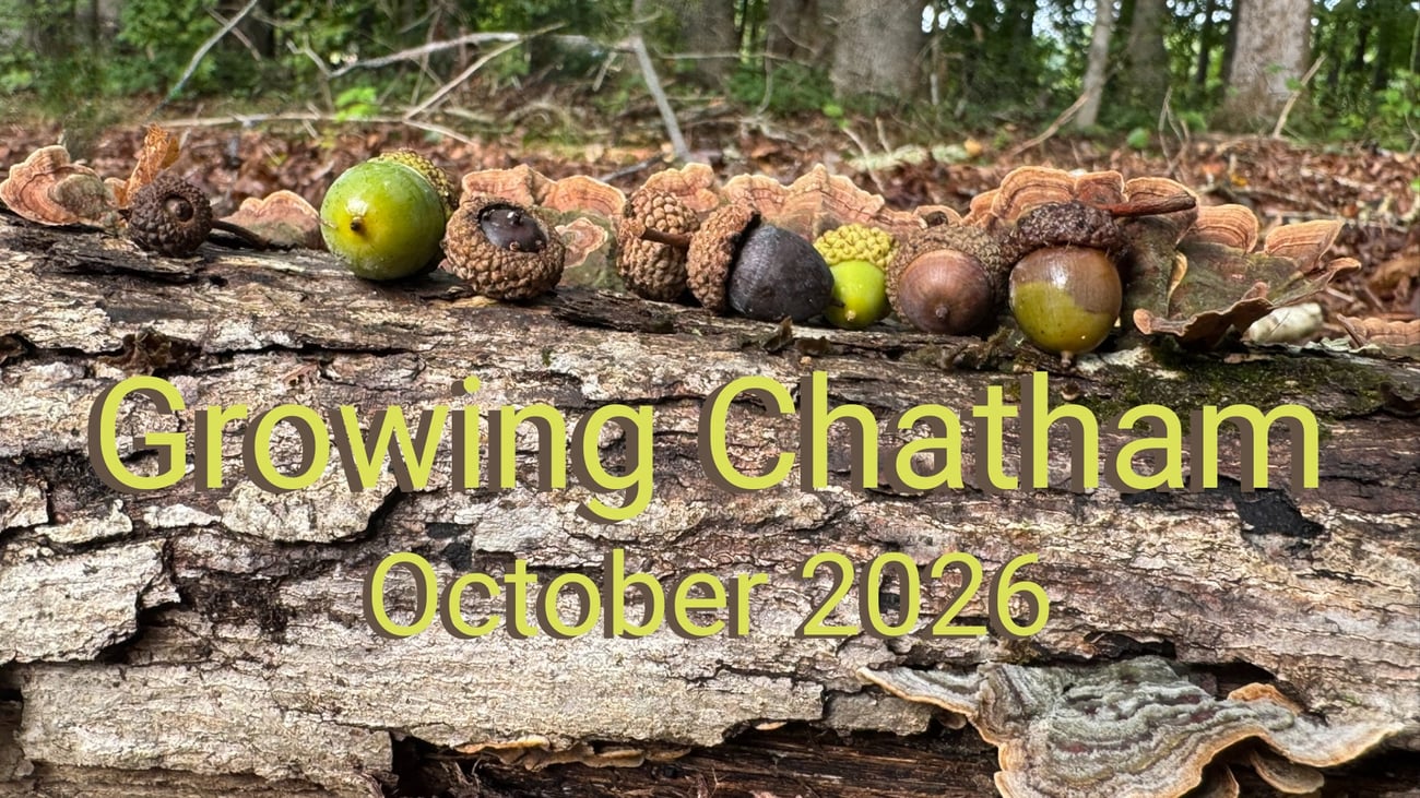 A close-up shot of various acorns from different oak tree species resting together on a mossy, fungi-covered log, highlighting their unique shapes, sizes, and cap textures.